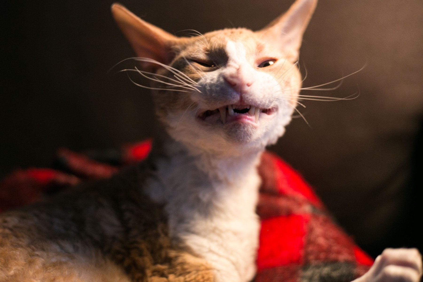 A fashion capsule created after the loss of a 14-year studio companion