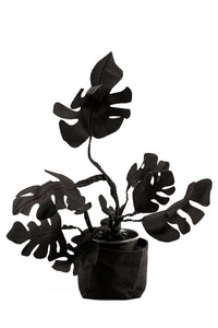 Chaigne black Monstera Deliciosa